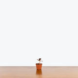 Jewel Orchid - Anoectochilus Roxburghii - House Plants Delivery Toronto - JOMO Studio