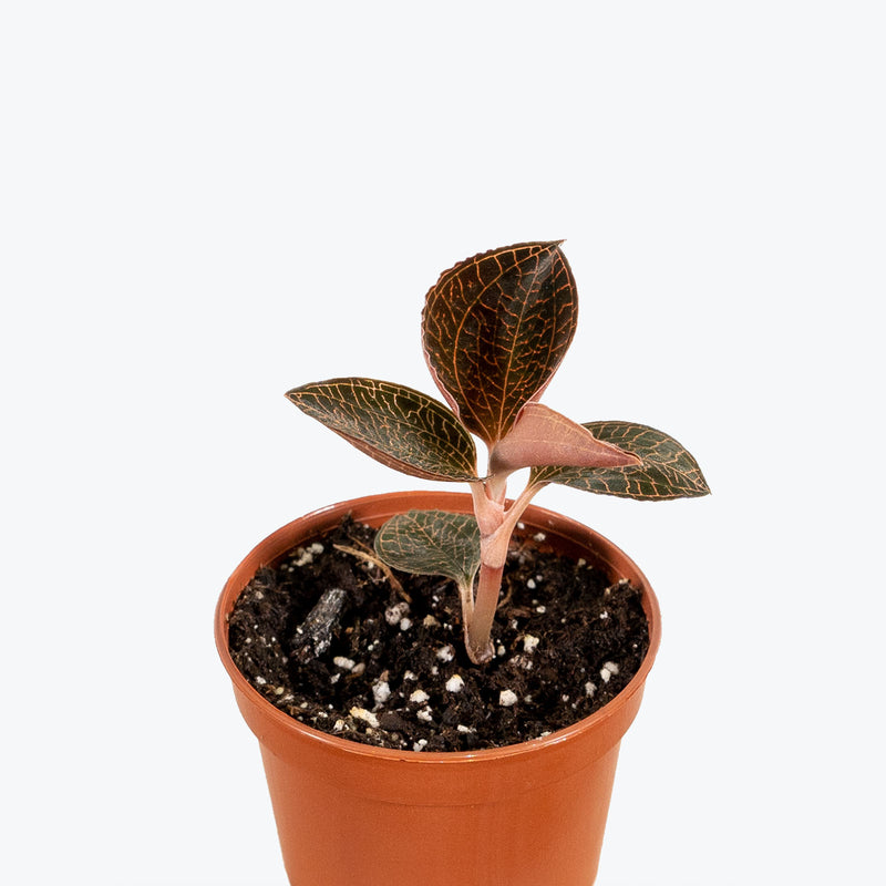 Anoectochilus Roxburghii | Jewel Orchid | Care Guide and Pro Tips - Delivery from Toronto across Canada - JOMO Studio
