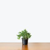 Juniper Bonsai - House Plants Delivery Toronto - JOMO Studio