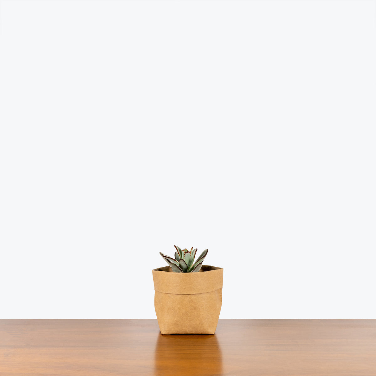 chocolate soldier plant indoor Kalanchoe Chocolate Soldier - House Plants Delivery Toronto