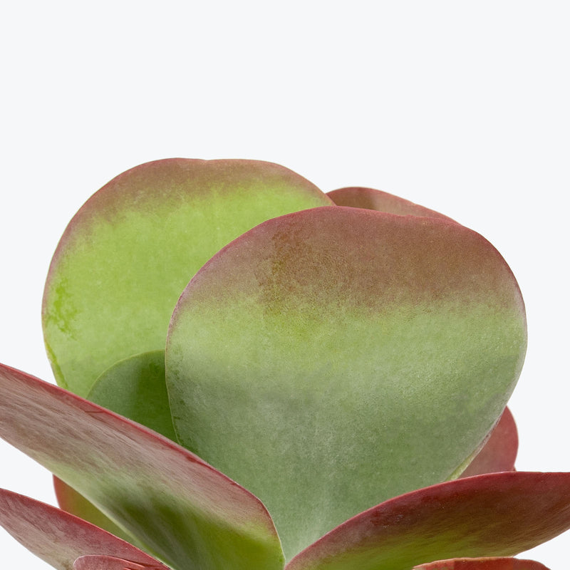 Kalanchoe Luciae Flapjack | Care Guide and Pro Tips - Delivery from Toronto across Canada - JOMO Studio