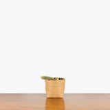 Lady Finger Cactus - Mammillaria Elongata - House Plants Delivery Toronto - JOMO Studio