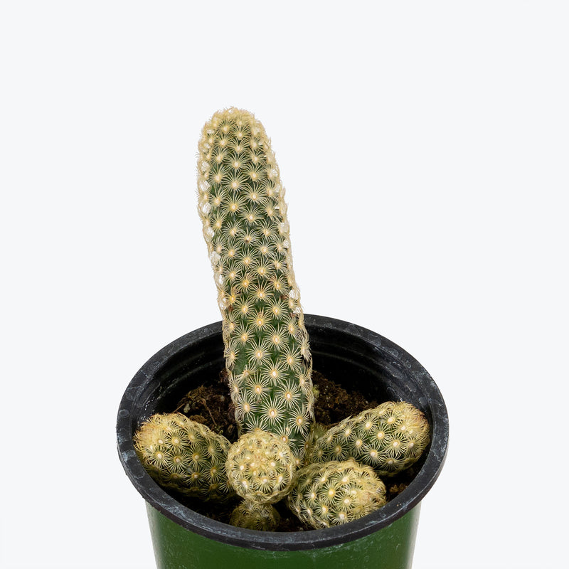 Lady Finger Cactus - Mammillaria Elongata - House Plants Delivery Toronto - JOMO Studio