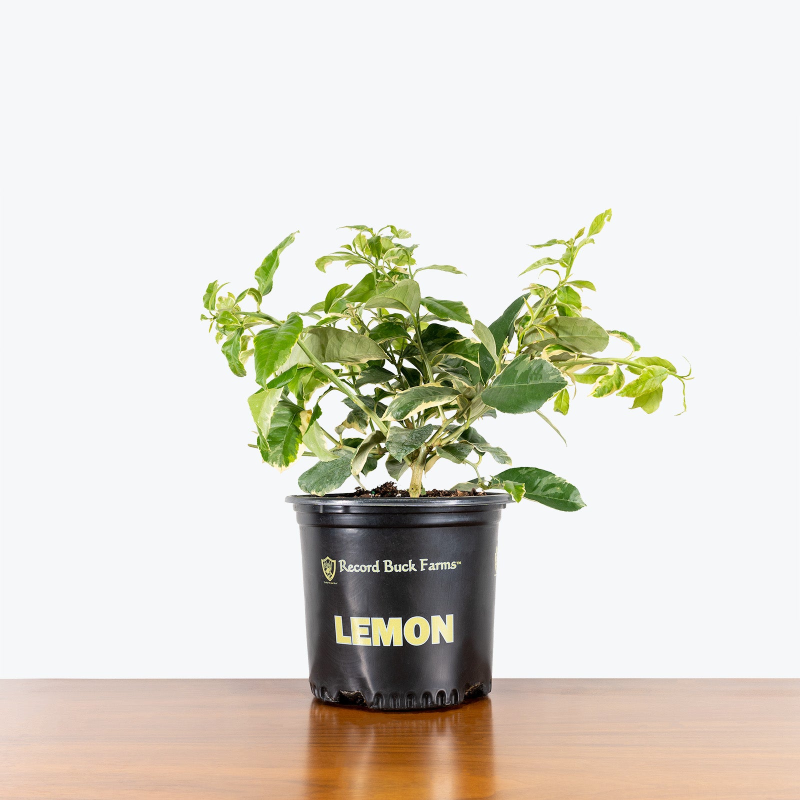 Lemon Tree Pink Variegated | Care Guide and Pro Tips - Delivery from Toronto across Canada - JOMO Studio