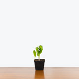 Lily of the Valley — 4” Pot