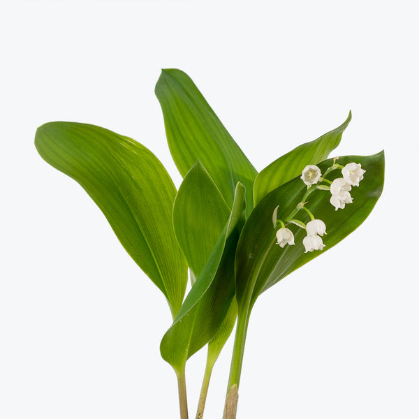 Lily of the Valley - Convallaria majalis  - House Plants Delivery Toronto - JOMO Studio