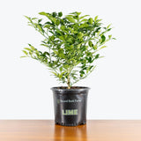 Lime Tree — 8" Pot