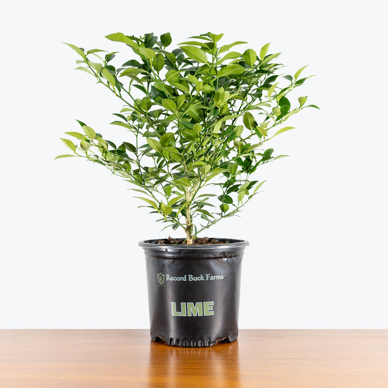 Lime Tree - House Plants Delivery Toronto - JOMO Studio