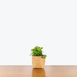 Lipstick Plant Mona Lisa - Aeschynanthus radicans 'Mona Lisa' - House Plants Delivery Toronto - JOMO Studio