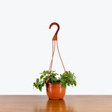 Lipstick Plant Mona Lisa — 6" Hanging Basket (larger than picture)
