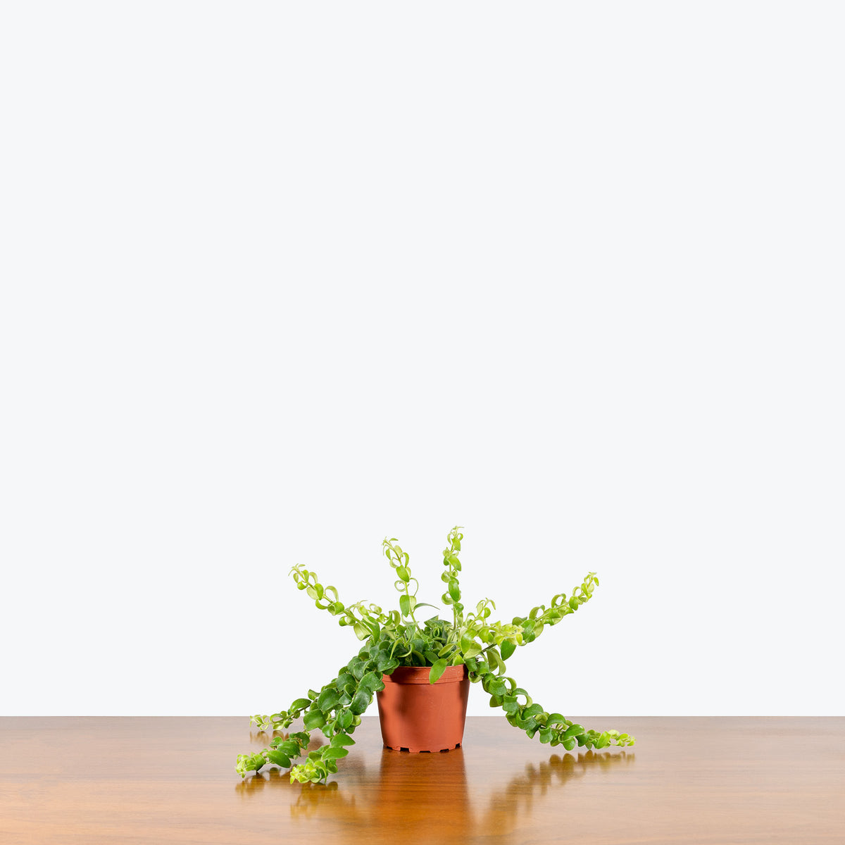 Lipstick Plant Curly Rasta | Aeschynanthus ‘Rasta’ | Care Guide and Pro ...