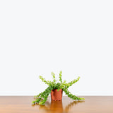 Lipstick Plant Curly Rasta - Aeschynanthus ‘Rasta’ - House Plants Delivery Toronto - JOMO Studio