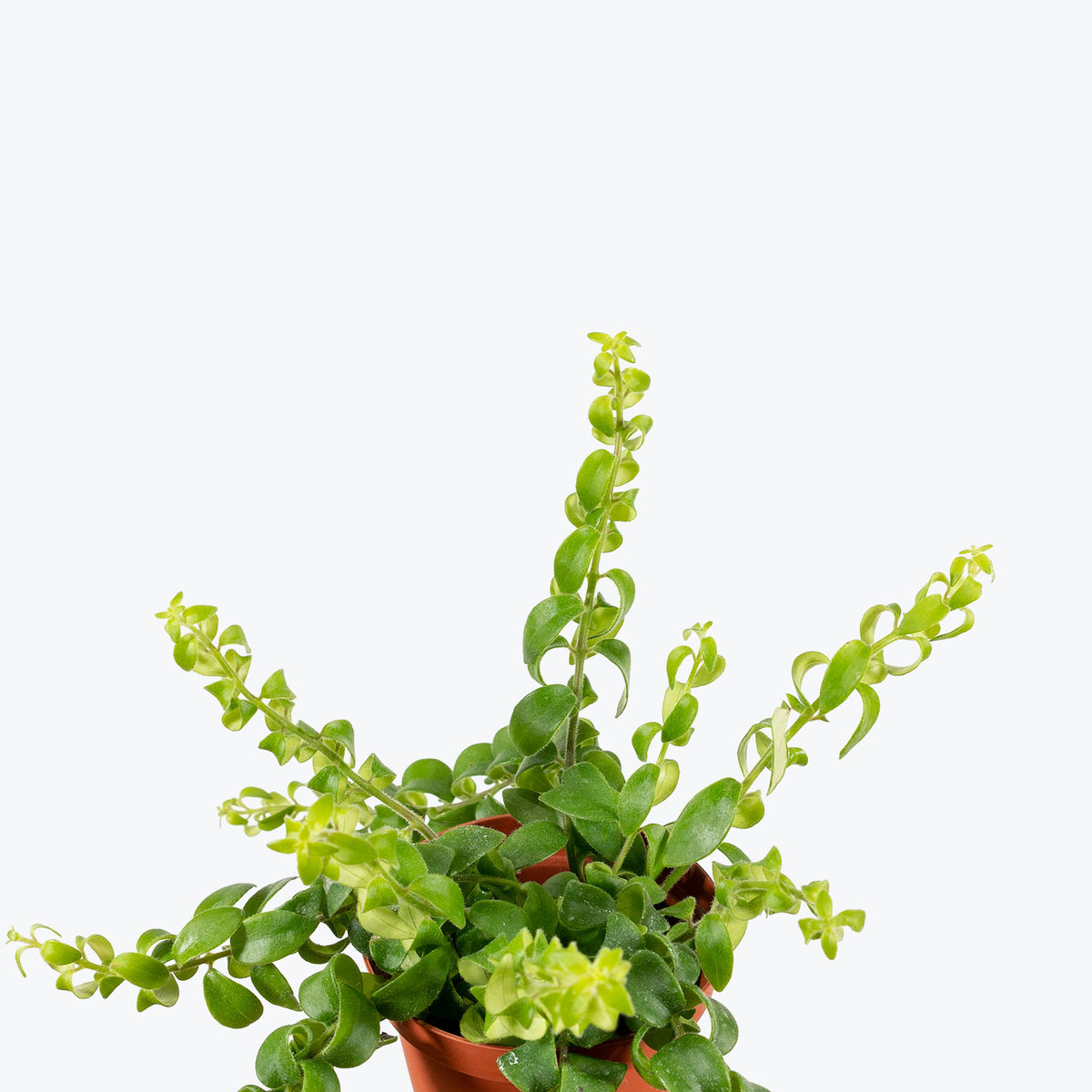Lipstick Plant Curly Rasta - Aeschynanthus ‘Rasta’ - House Plants Delivery Toronto - JOMO Studio