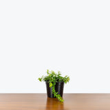 Lipstick Plant Japhrolepis - Aeschynanthus Japhrolepis - House Plants Delivery Toronto - JOMO Studio