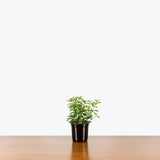 Lipstick Plant Tangerine - Aeschynanthus radicans 'Tangerine' - House Plants Delivery Toronto - JOMO Studio