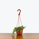 Lipstick Plant Thai Pink — 6" Hanging Basket
