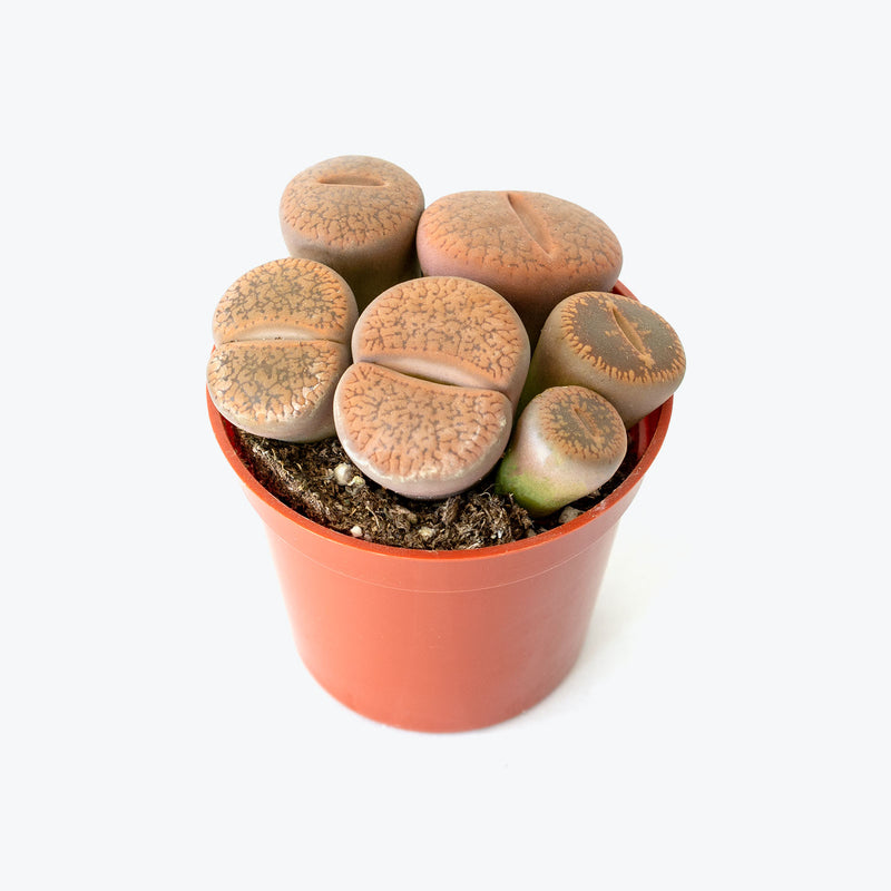 Living Stone Lithops - House Plants Delivery Toronto - JOMO Studio