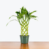 Lucky Bamboo - Dracaena Sanderiana - House Plants Delivery Toronto - JOMO Studio