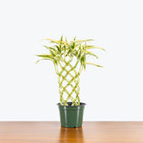 Lucky Bamboo - Dracaena Sanderiana - House Plants Delivery Toronto - JOMO Studio