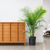 Majesty Palm — 10" Pot (4'-5' Tall)