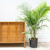 Majesty Palm - House Plants Delivery Toronto - JOMO Studio