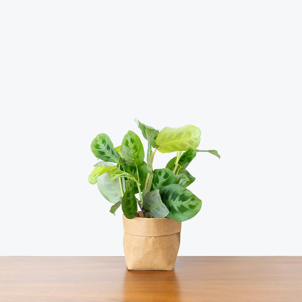 prayer plant maranta green Maranta Green Prayer Plant - Maranta leuconeura 'Kerchoveana' - Toronto House Plant Delivery