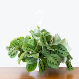 Maranta Green Prayer Plant - Maranta leuconeura ‘Kerchoveana’ - Toronto House Plant Delivery - JOMO Studio