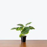 Maranta Neon Prayer Plant — 4” Pot (expecting minor blemishes)