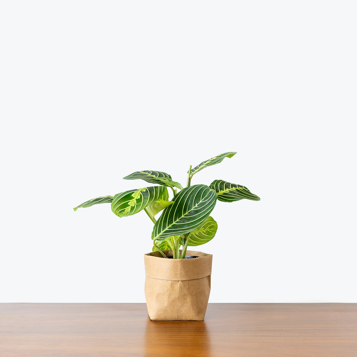 Maranta Neon Prayer Plant - Toronto House Plant Delivery