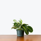 Maranta Neon Prayer Plant — 6” Pot (expecting minor blemishes)