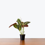 Maranta Red Prayer Plant — 4” Pot (expecting minor blemishes)