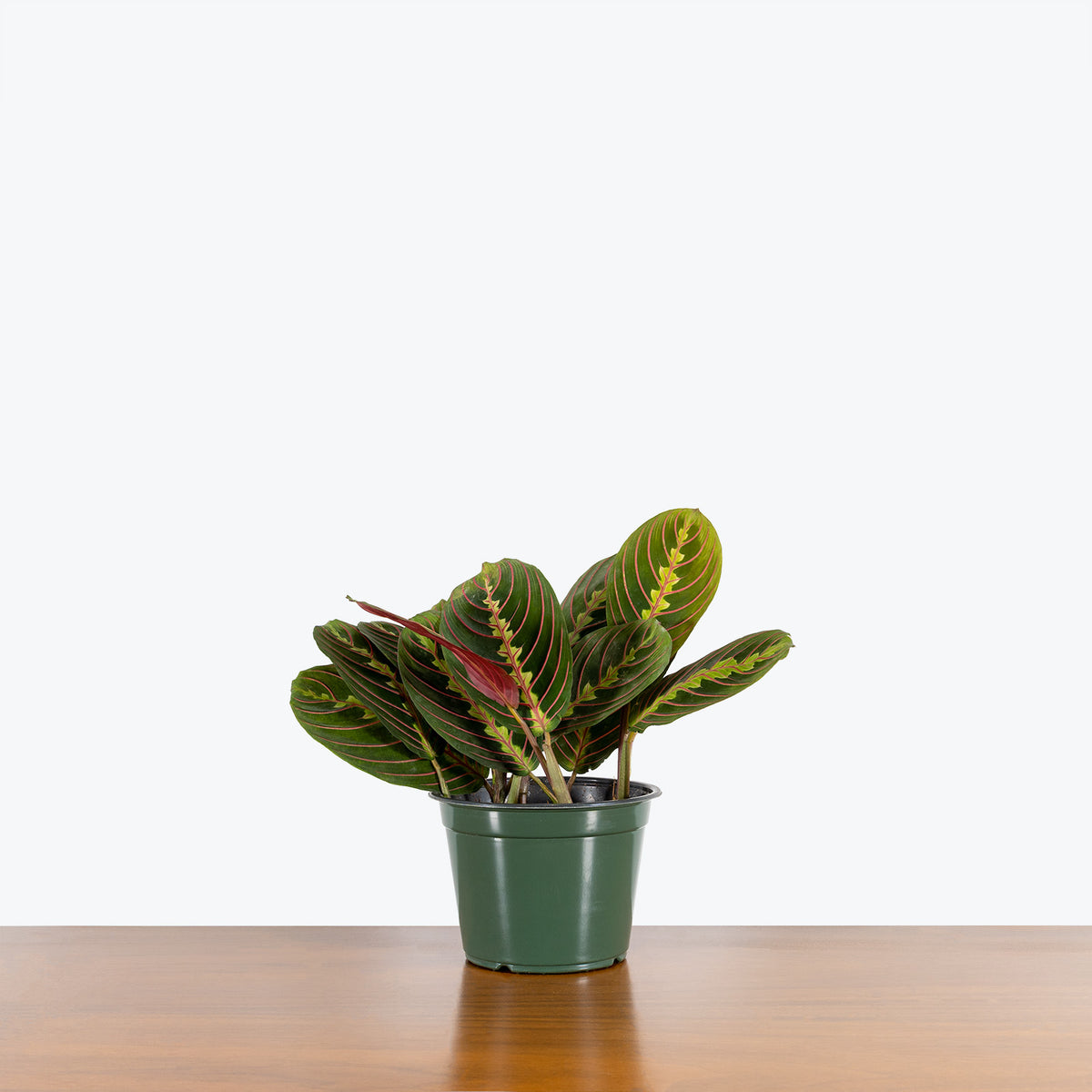 Maranta Red Prayer Plant - Toronto House Plant Delivery - JOMO Studio