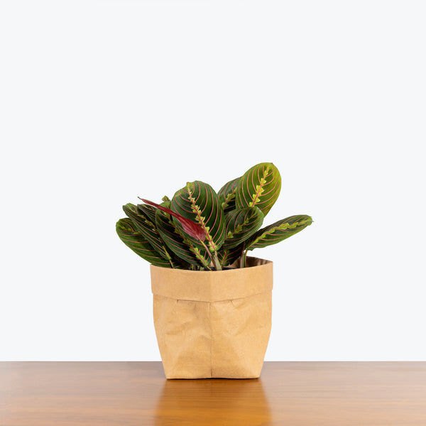 red mantra prayer plant Maranta Red Prayer Plant - Toronto House Plant Delivery