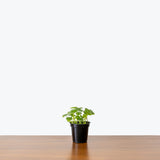 Marsh Pennywort — 4" Pot