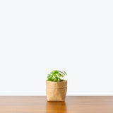 Marsh Pennywort -  House Plants Delivery Toronto - JOMO Studio