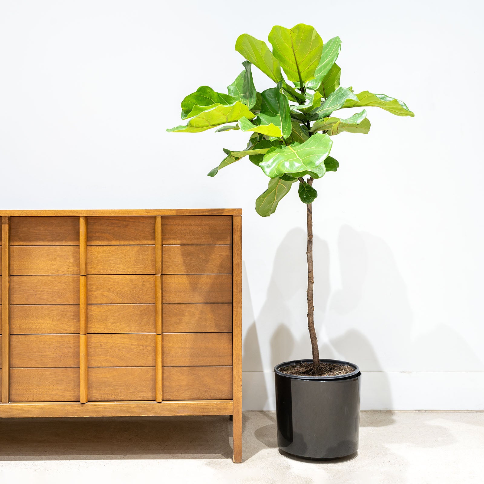 Mid Century Planter - House Plants Delivery Toronto - JOMO Studio