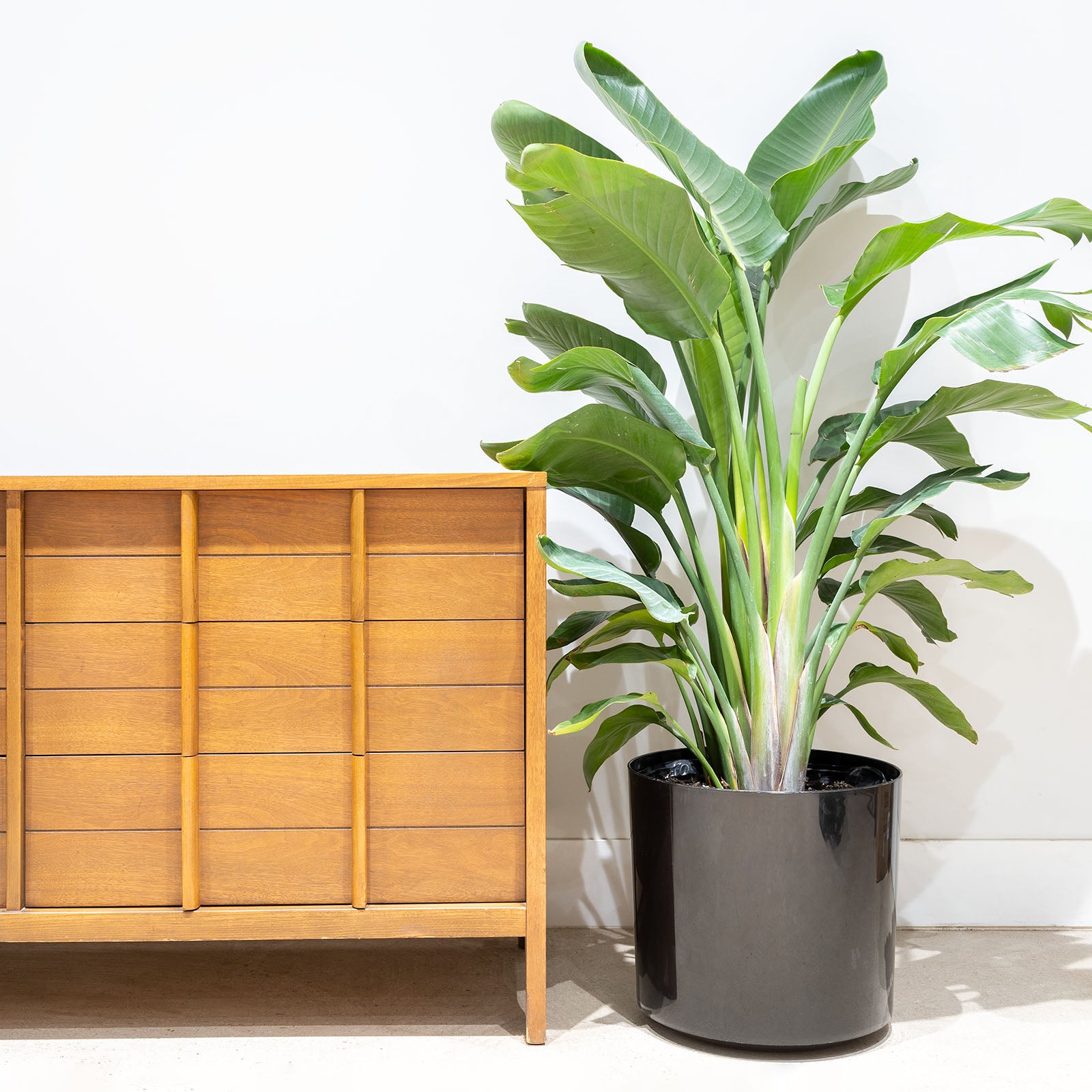 Mid Century Planter - House Plants Delivery Toronto - JOMO Studio