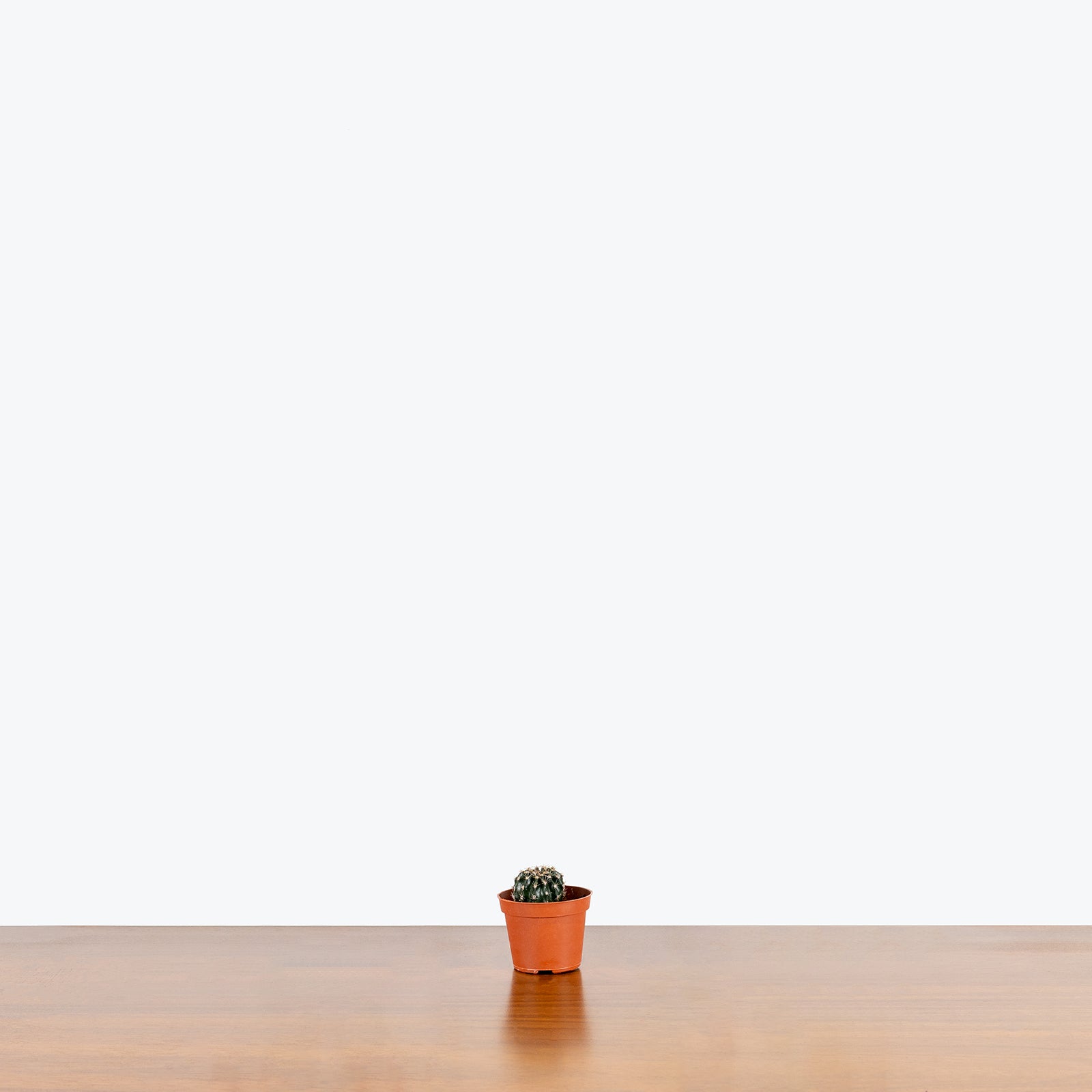 Mini Cactus Mystery Box - House Plants Delivery Toronto - JOMO Studio