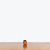 Mini Cactus Mystery Box — Single Assorted