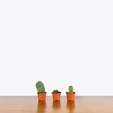 Mini Cactus Mystery Box - House Plants Delivery Toronto - JOMO Studio