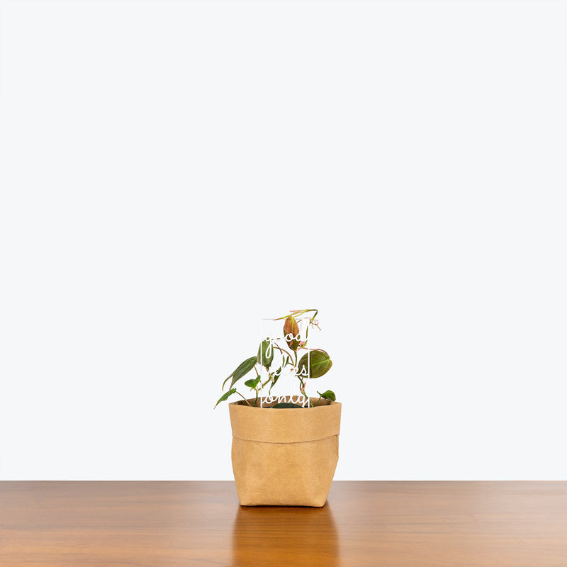 Mini Plant Trellis | 3D Printed Plant Support | House Plants Delivery Toronto