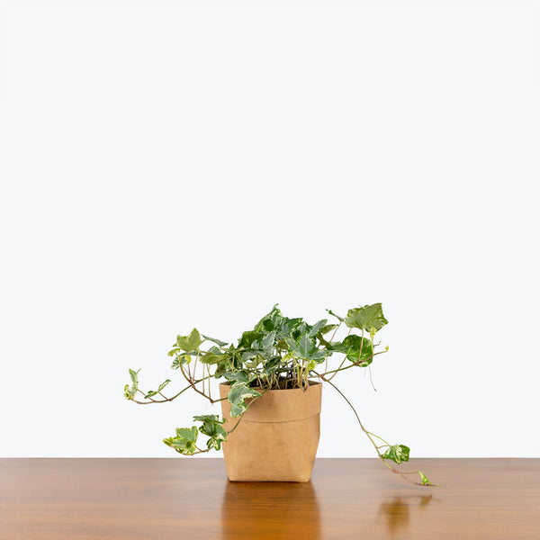 Mint Kolibri Ivy - Hedera Helix Mint Kolibri - House Plants Delivery Toronto - JOMO Studio