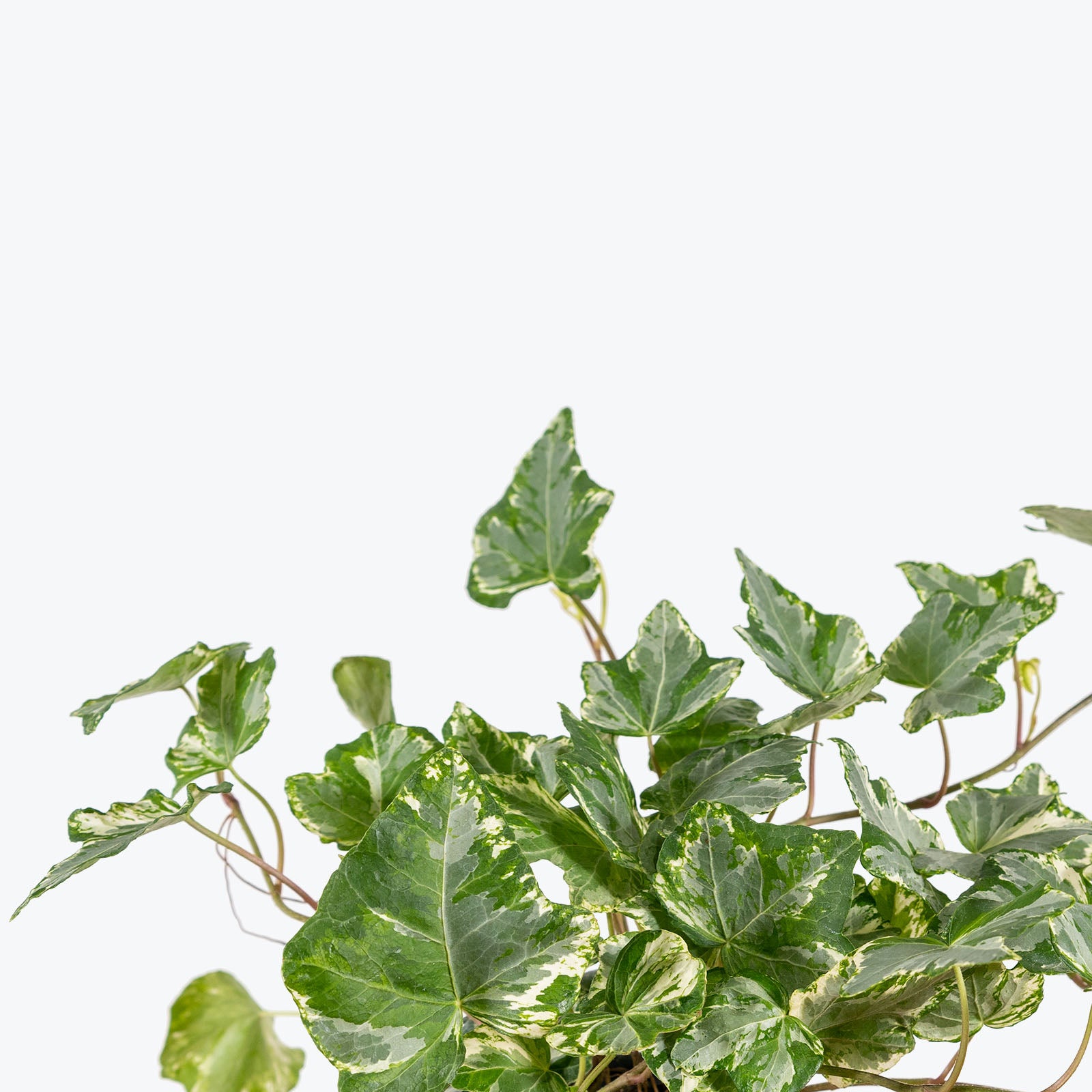 Mint Kolibri Ivy - Hedera Helix Mint Kolibri - House Plants