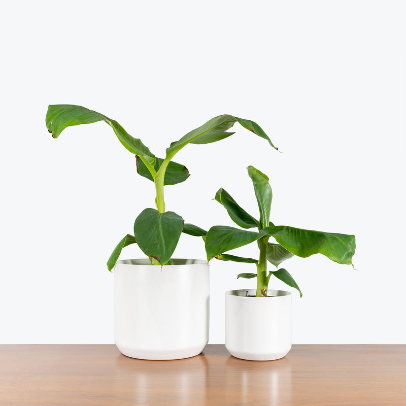 Modern White Ceramic Planter - House Plants Delivery Toronto - JOMO Studio