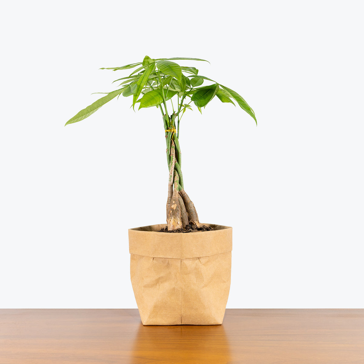 Money Tree - Pachira Aquatica - House Plants Delivery Toronto - JOMO Studio