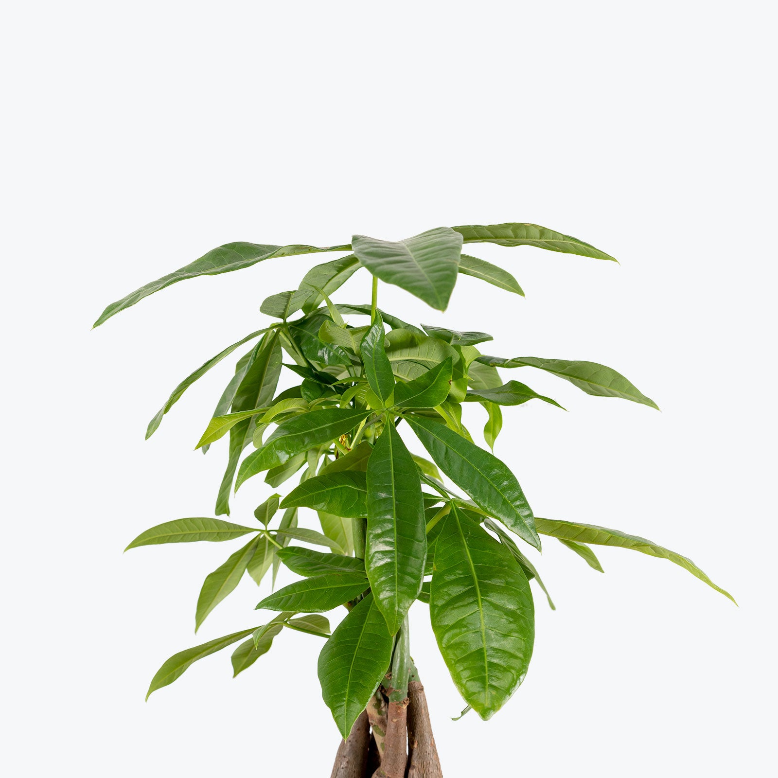 Money Tree Images