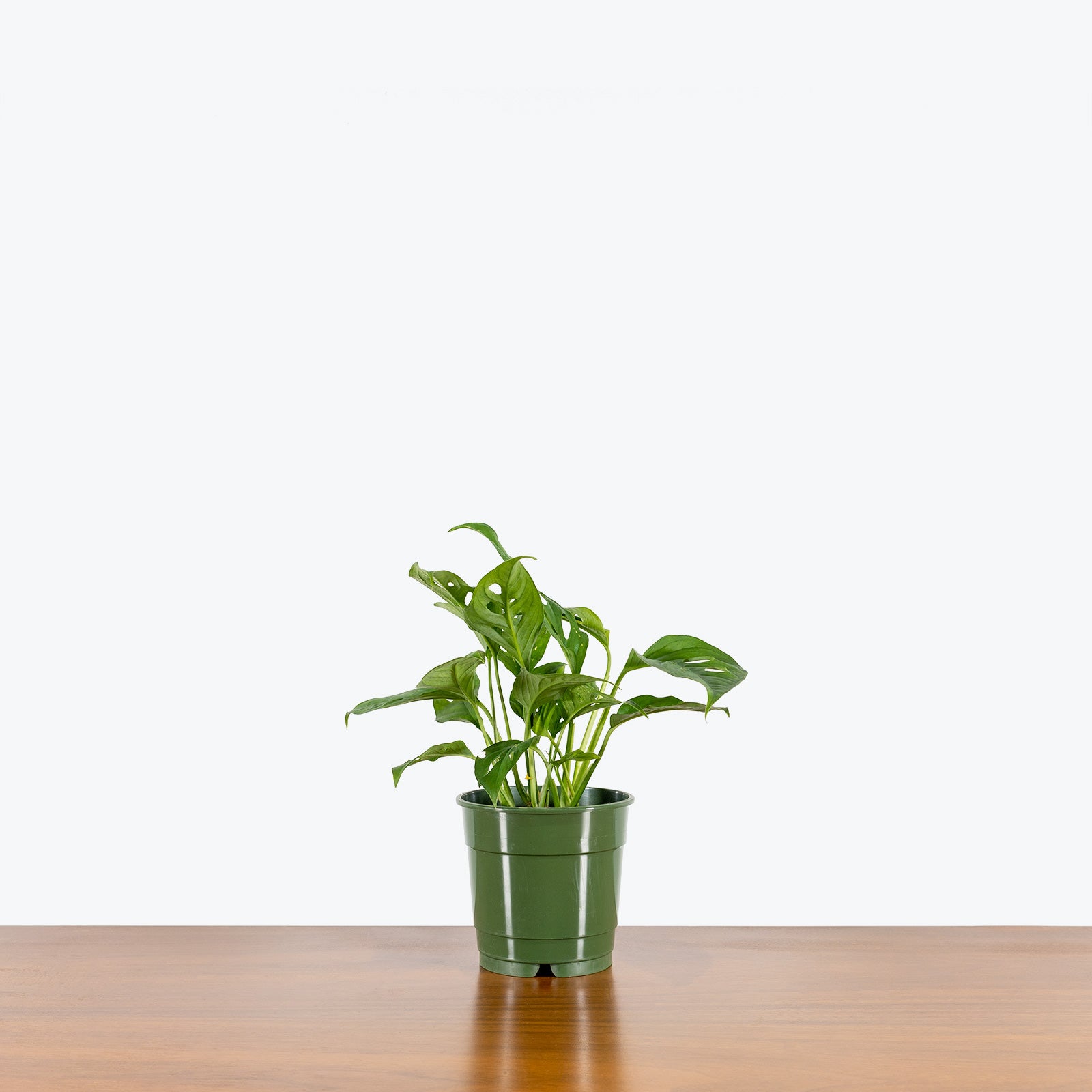 Monstera Adansonii - House Plants Delivery Toronto - JOMO Studio