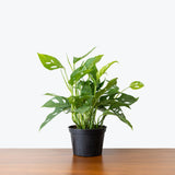 Monstera Adansonii — 6" Pot (trailing)