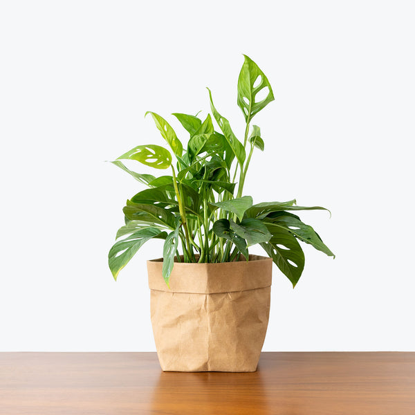 monstera adansonii canada Monstera Adansonii | Care Guide and Pro Tips - Delivery from Toronto across  Canada