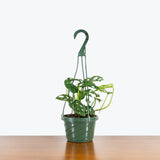 Monstera Adansonii — 6" Hanging Basket (trailing)
